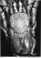 Historisches Foto von Goniodromites bidentatus (Reuss, 1859) (NHMW-AFW-GEO-BACHMAYER-FOTO-1990-0041-0371)